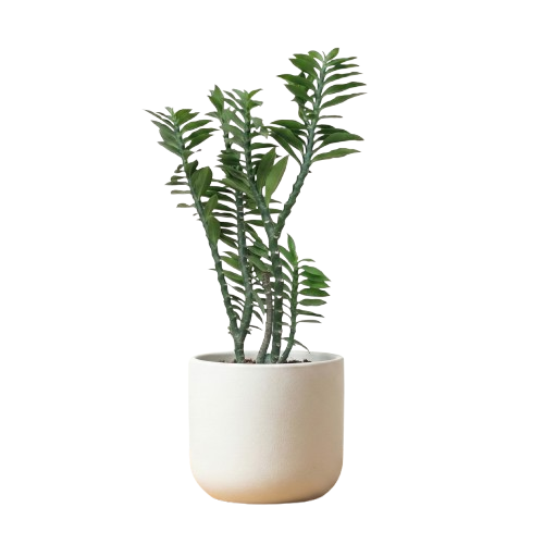Money Plant